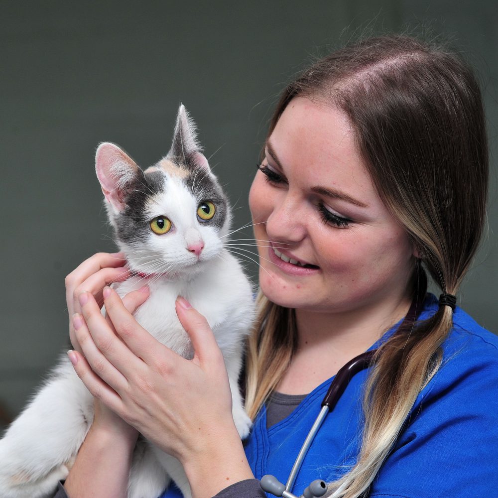 Neutering drive can have purr-fect results this World Spay Day