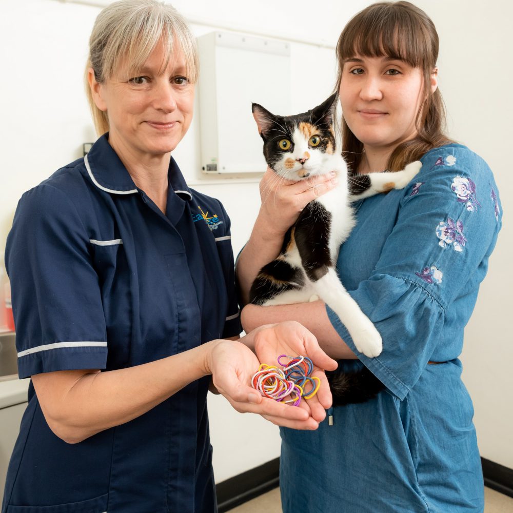 Cat saved by vets after stomach found to be full with 50 hair bands
