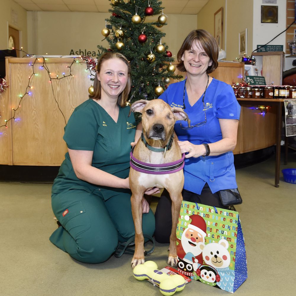 Christmas miracle as Bruce finds new home with nurse who helped to save him
