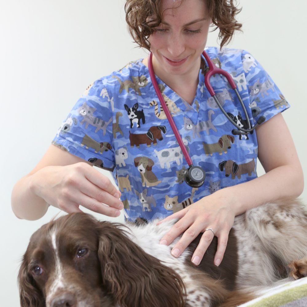 Acupuncture treatment introduced at practice to treat pets in pain