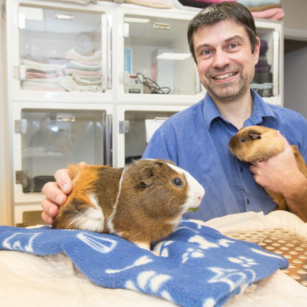 Is Northampton the UK’s hotspot for the treatment of guinea pigs?