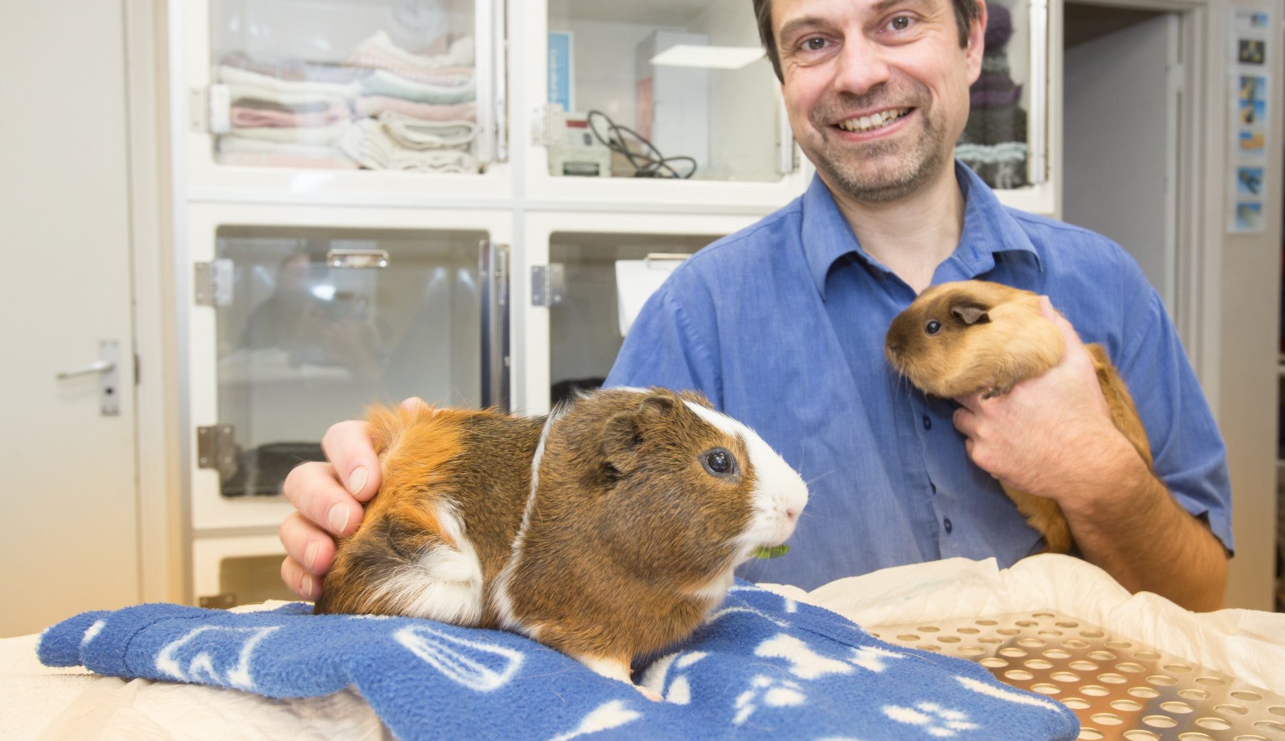 Is Northampton the UK’s hotspot for the treatment of guinea pigs?