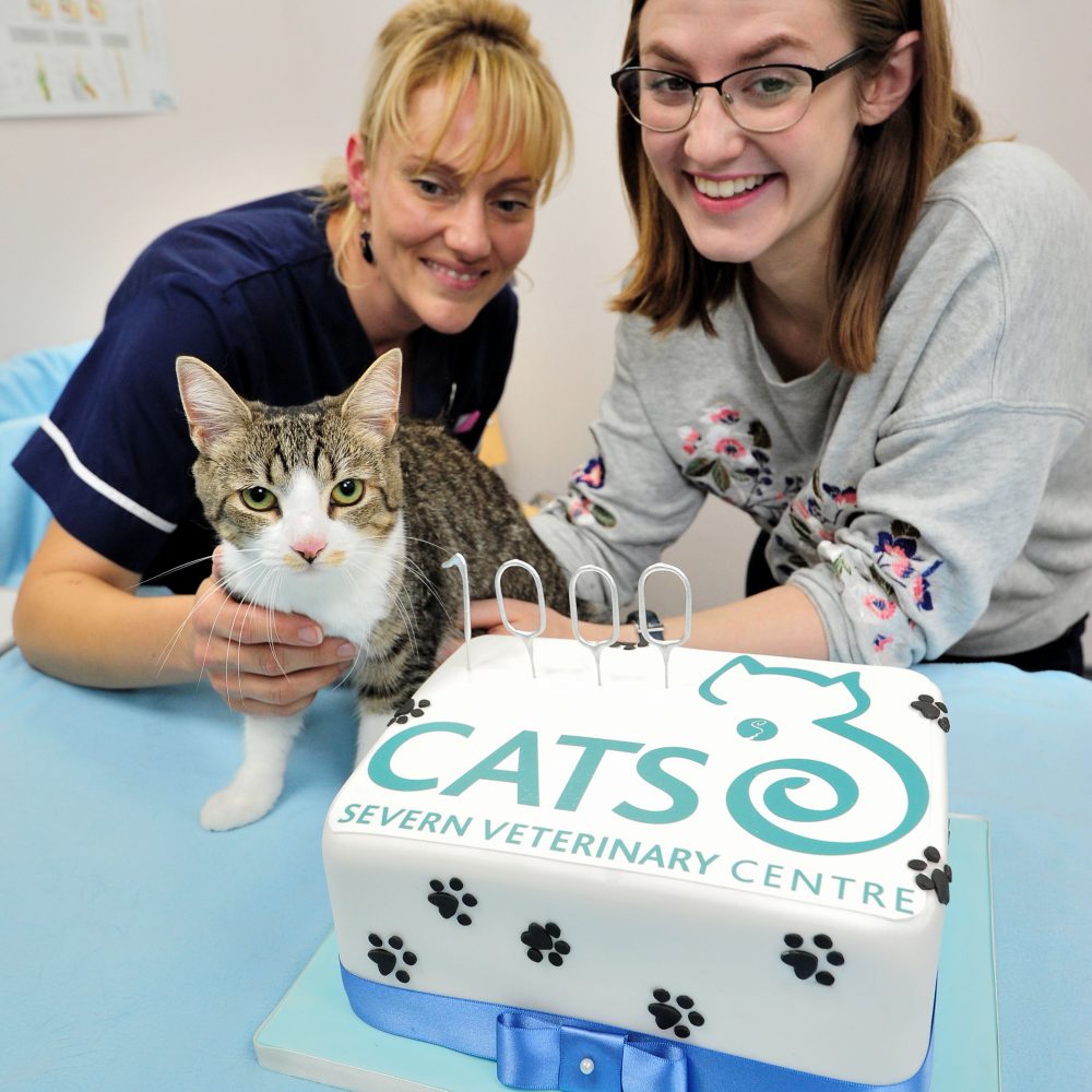 Miracle kitten is VIP guest at anniversary celebration of practice that saved her