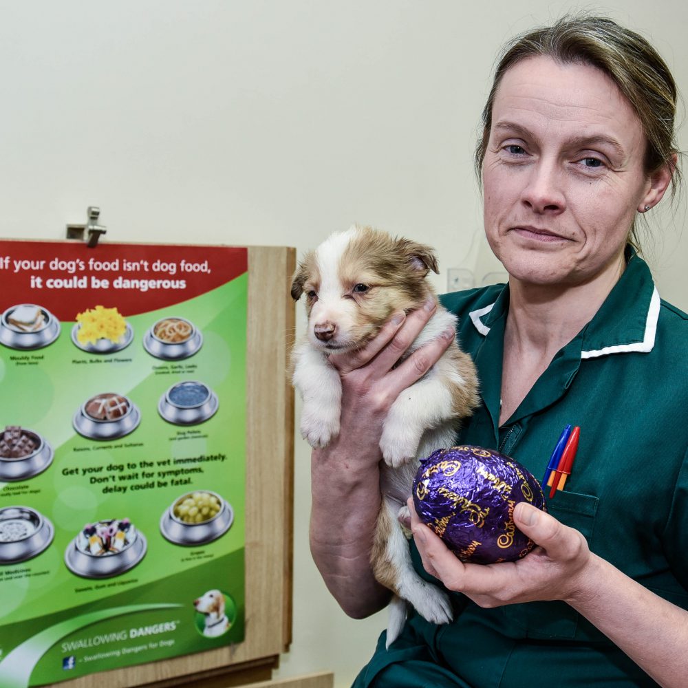 Don’t let pets get their paws on Easter treats, vets warn owners