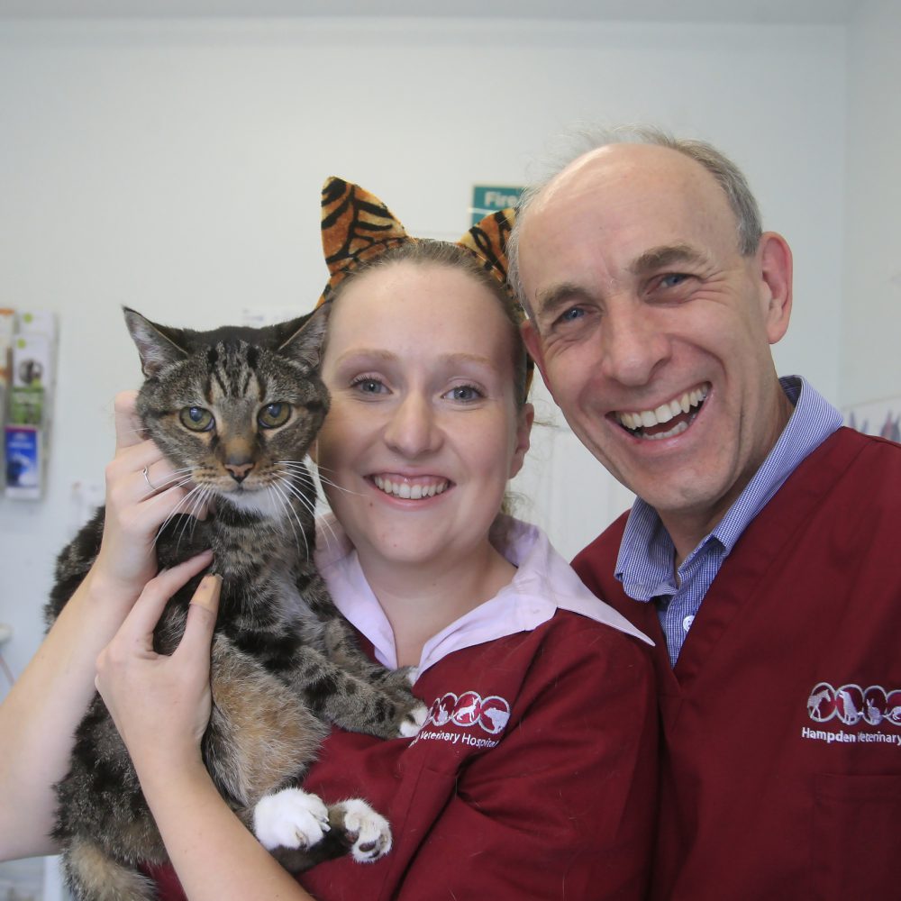 Hampden Vets makeover is cool for cats