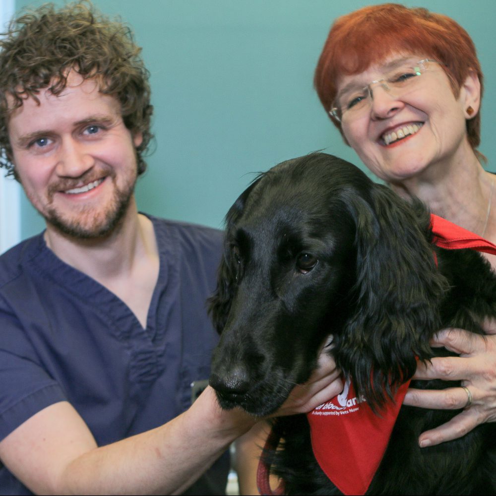 ​Donor Dexi leads Woodcroft Vets appeal for dogs to help save lives – by giving blood