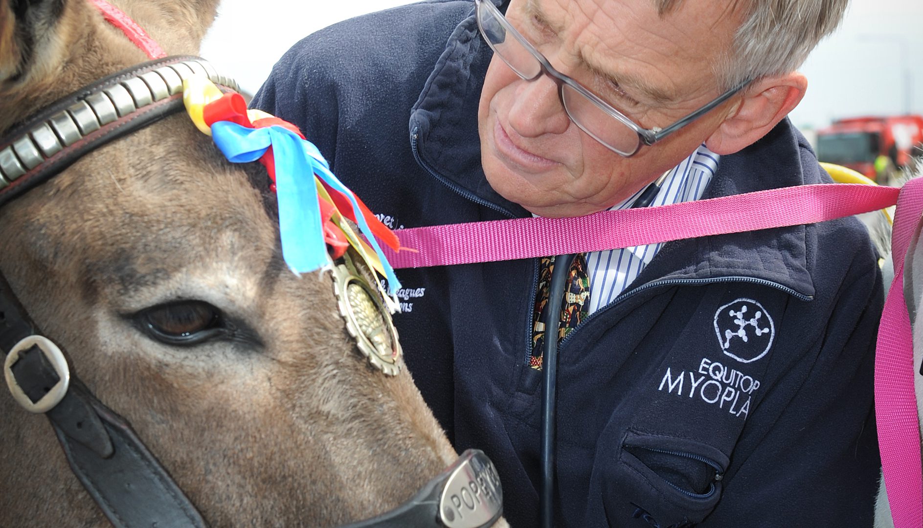 Caring vets do donkey work in preparation for Blackpool summer season