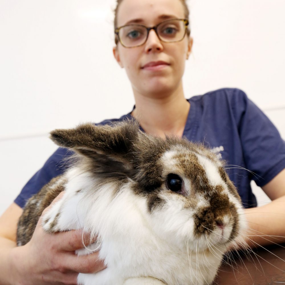 Rabbit owners urged to vaccinate pets after fatal disease warning