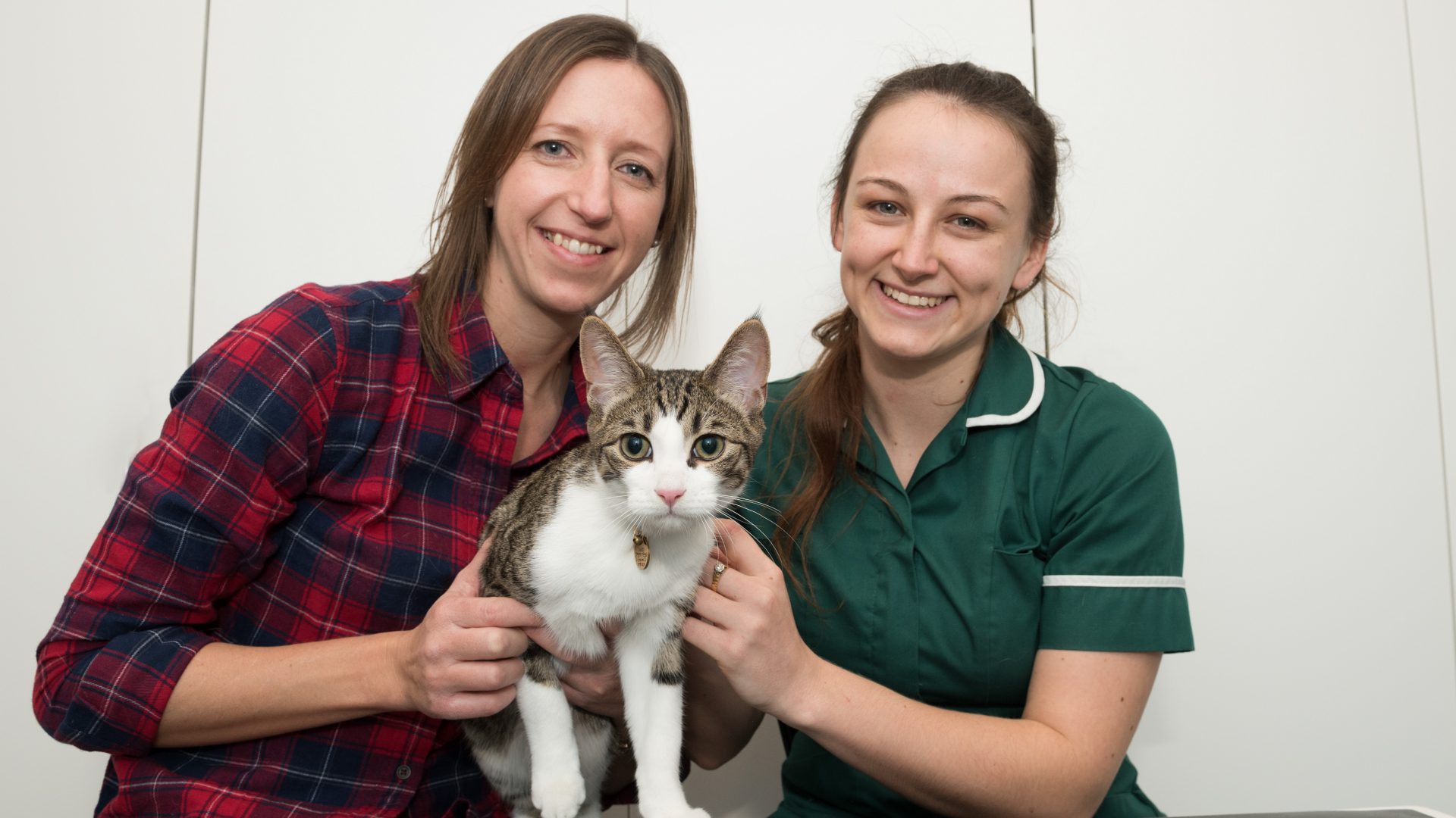 Kitten saved by vets after eating chocolate meant for Christmas