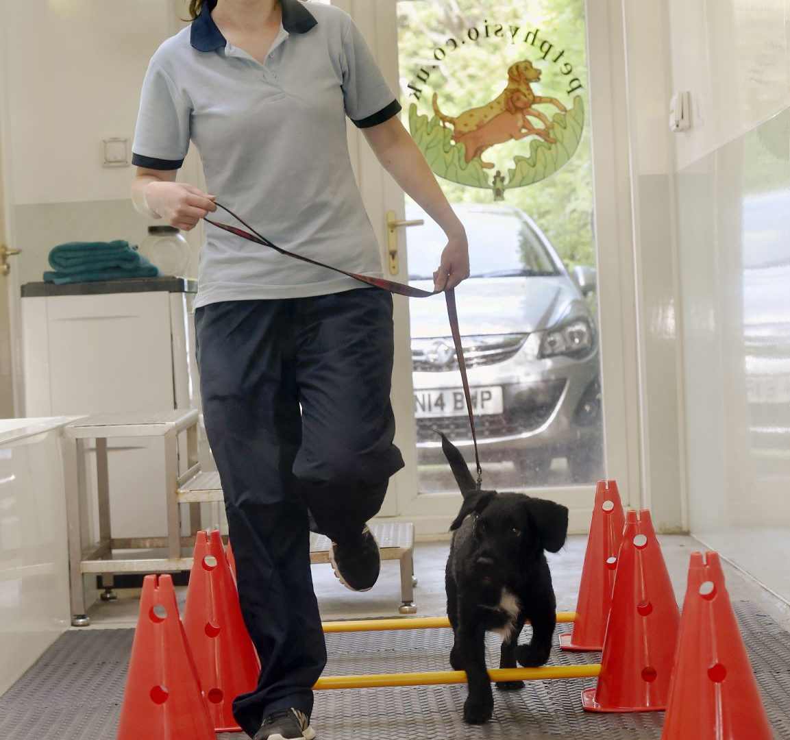 Cats and dogs getting back on their paws – thanks to physiotherapy