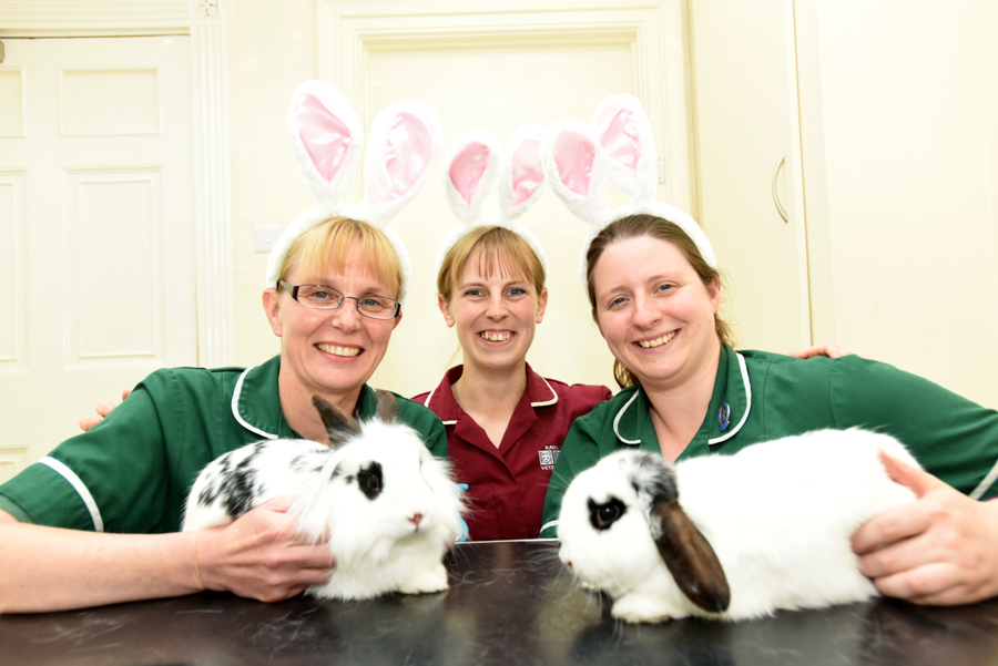 VetPartners pricks up their ears for Rabbit Awareness Week