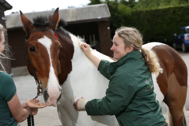 Warning to horse owners after UK outbreak of equine flu