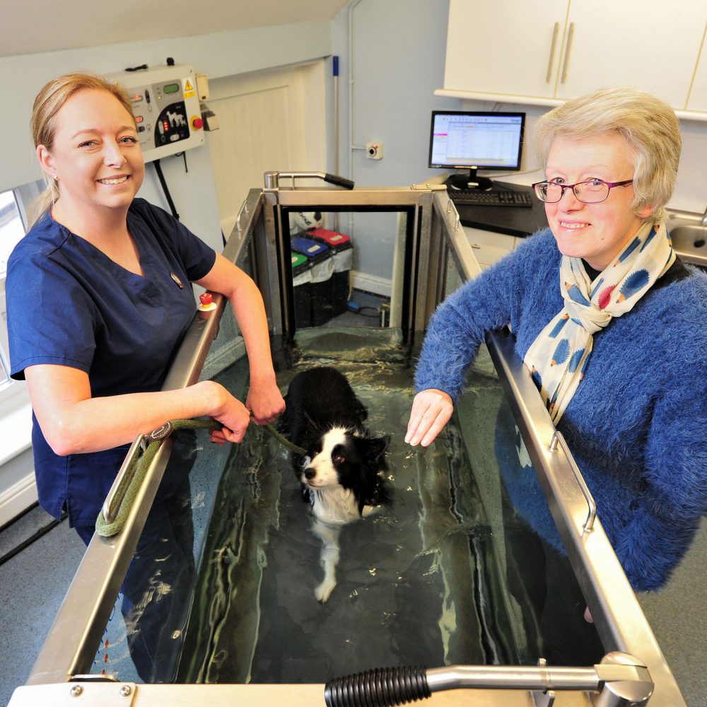 Water therapy helps former Crufts winner to walk again