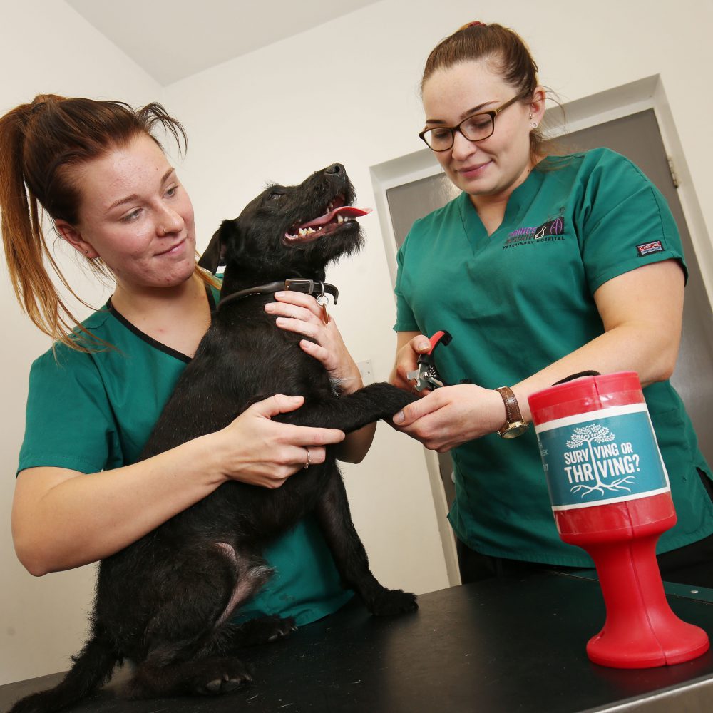 Staff wellbeing at heart of County Durham vets fundraising drive