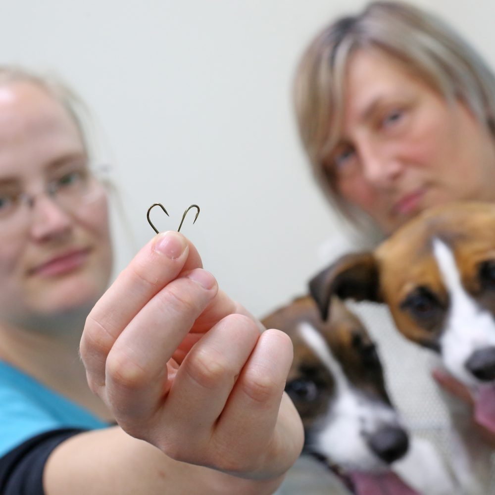 Vet issues warning after two dogs swallow fish hooks hidden in sausages