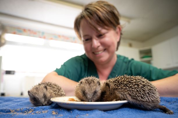 Meet Tommy, Chanel, Rebecca and Marilyn – the baby hedgehogs saved by vet nurse