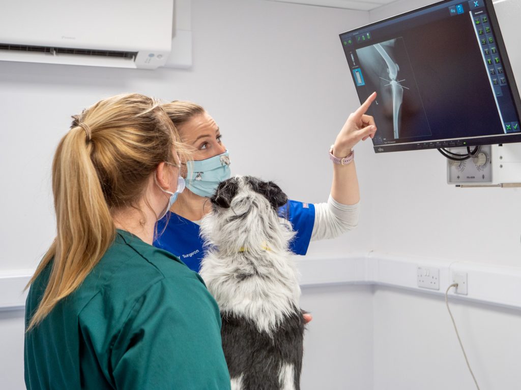 graduate vet examining a cats x-ray