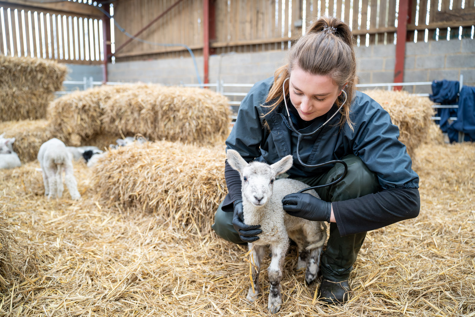 Sally checking the lamb