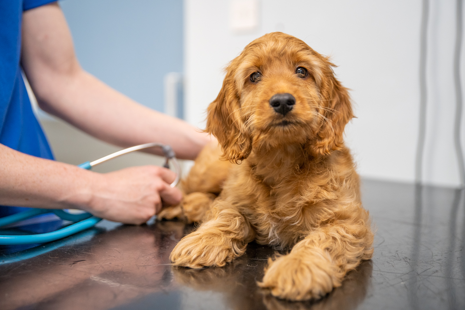small puppy being examined by vet