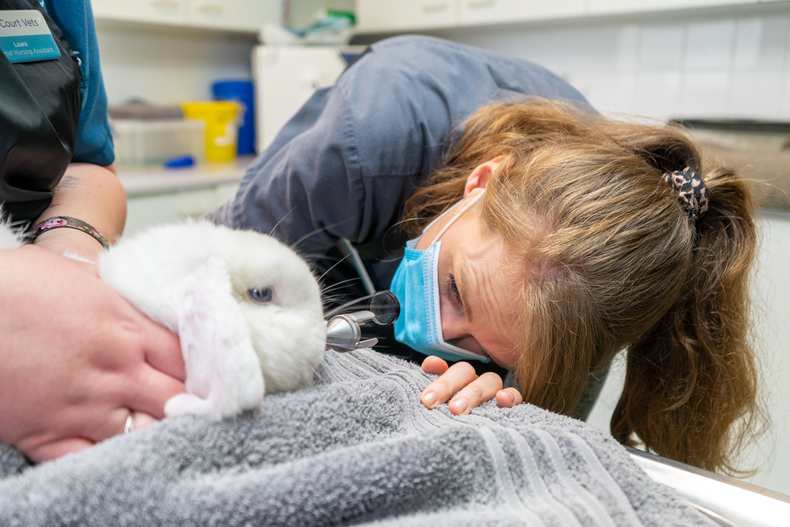 a poorly rabbit being examined by a vet for diseases
