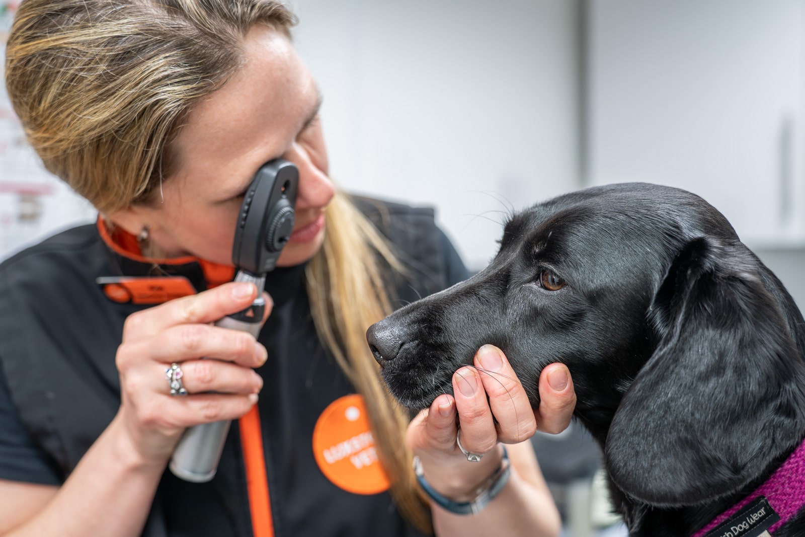 vet nurse giving a black labrador a routine health check before given vaccination