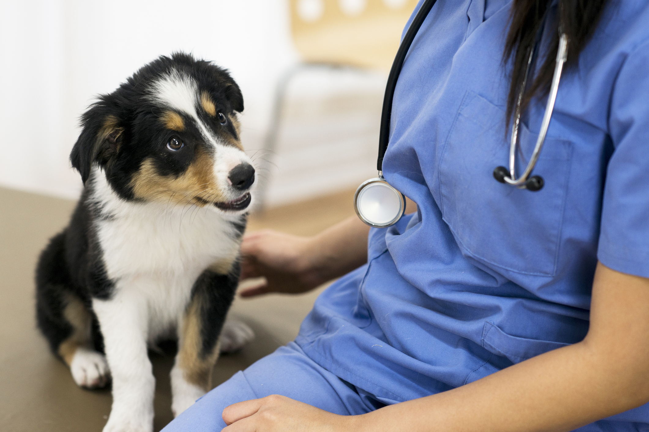 dog sat patiently next to a vet as she inspects the puppy