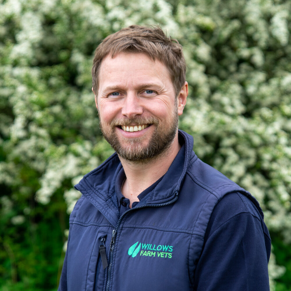 Willows Farm Vets celebrates becoming world-class workplace Willows Farm Vets celebrates becoming world-class workplace