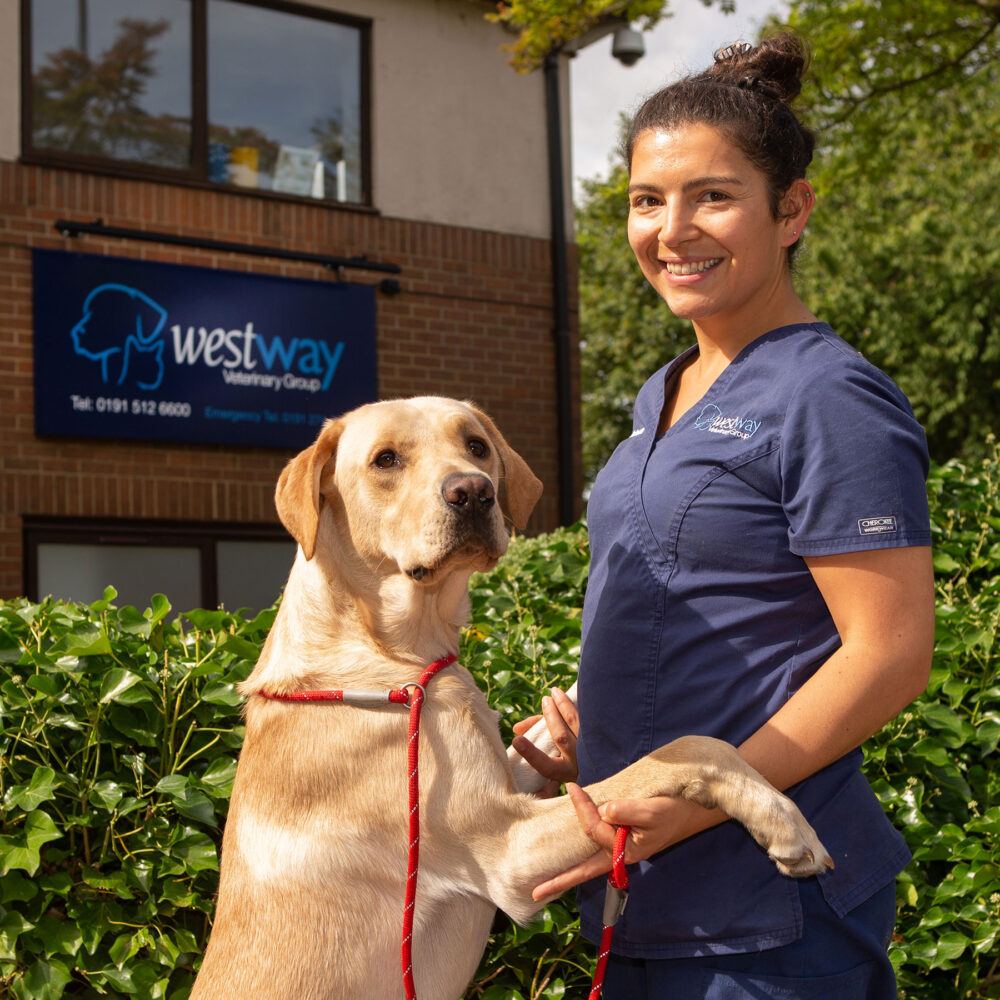 VetPartners awards first clinical research prizes