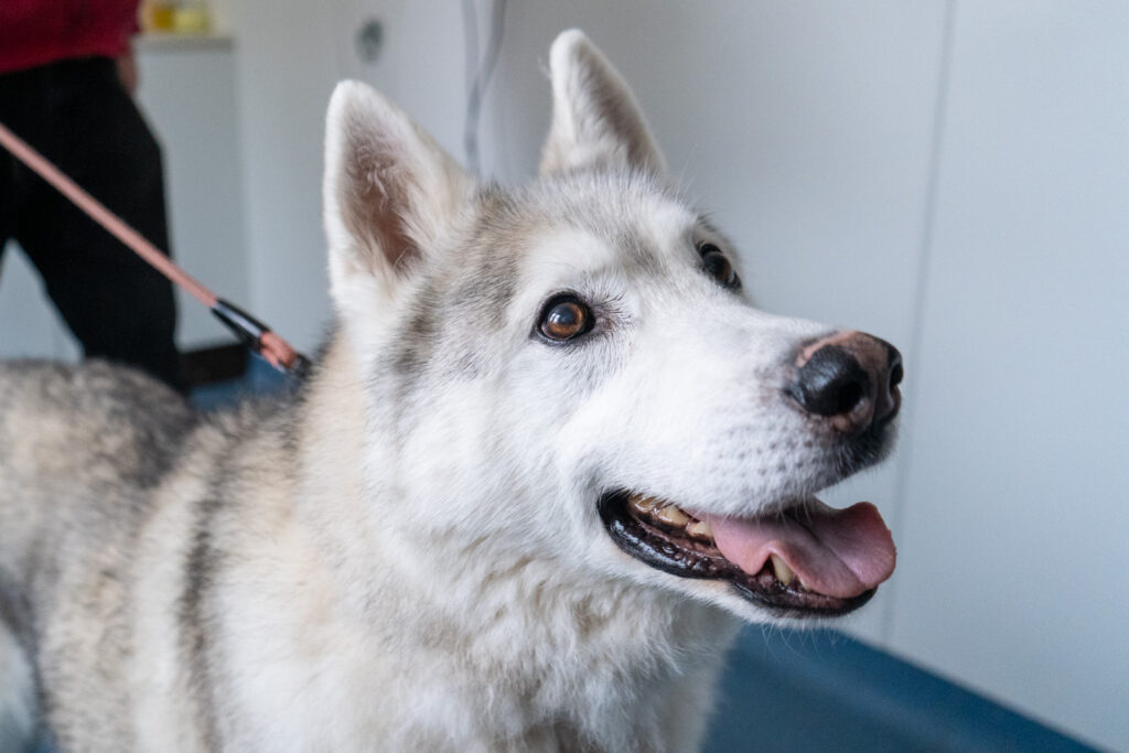 dog receiving flea, tick and worm treatment
