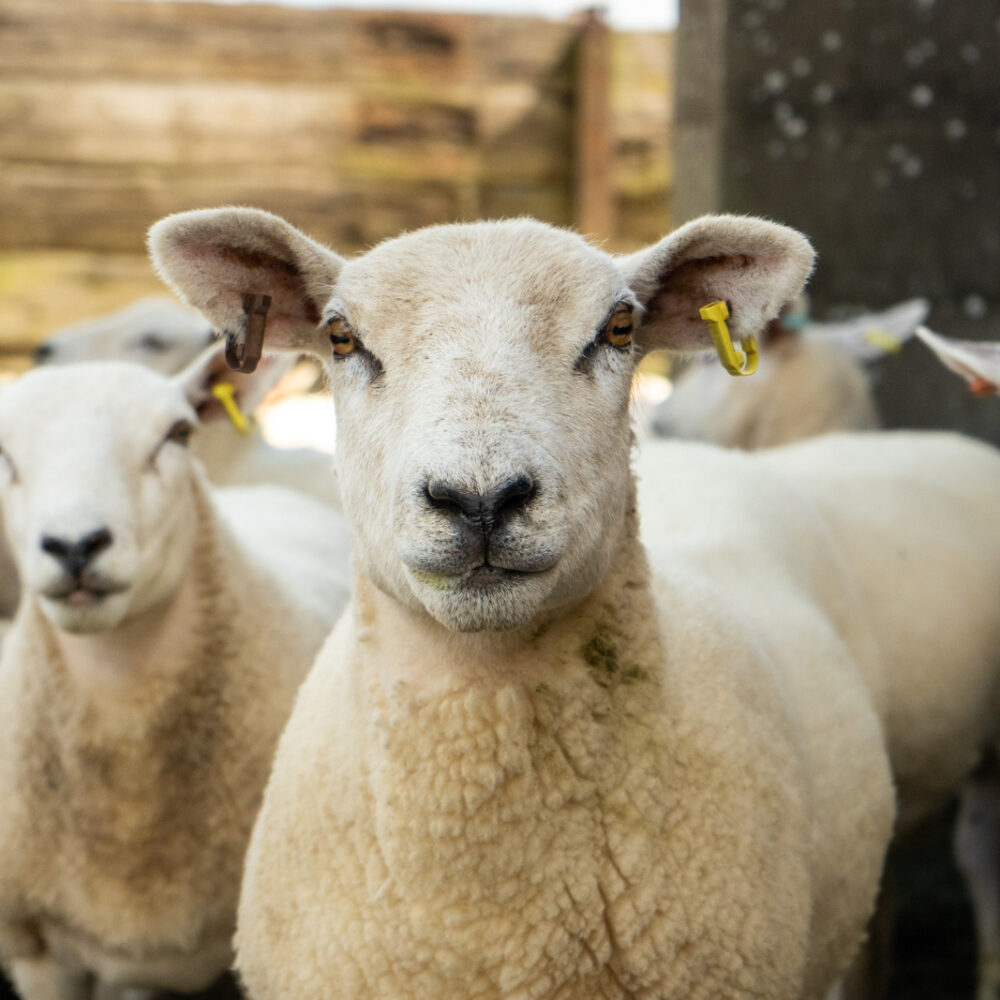 Leicestershire sheep farmer wins sustainable farm award 2023 Leicestershire sheep farmer wins sustainable farm award 2023