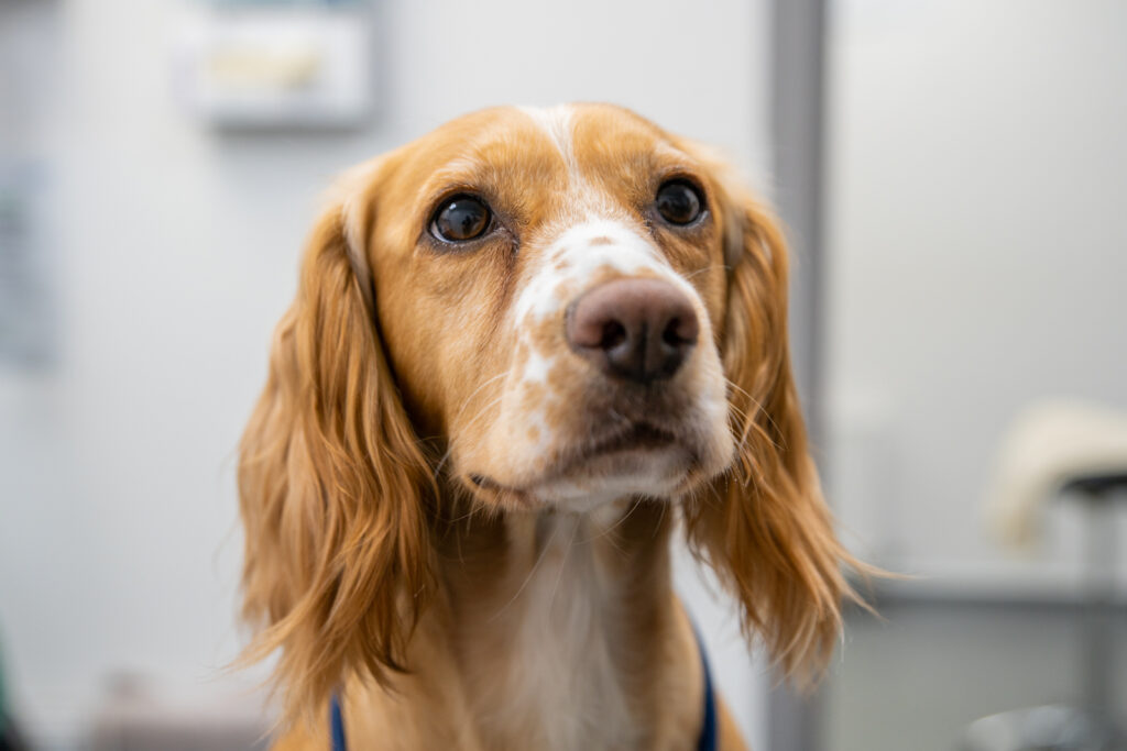 dog awaiting canine dentistry