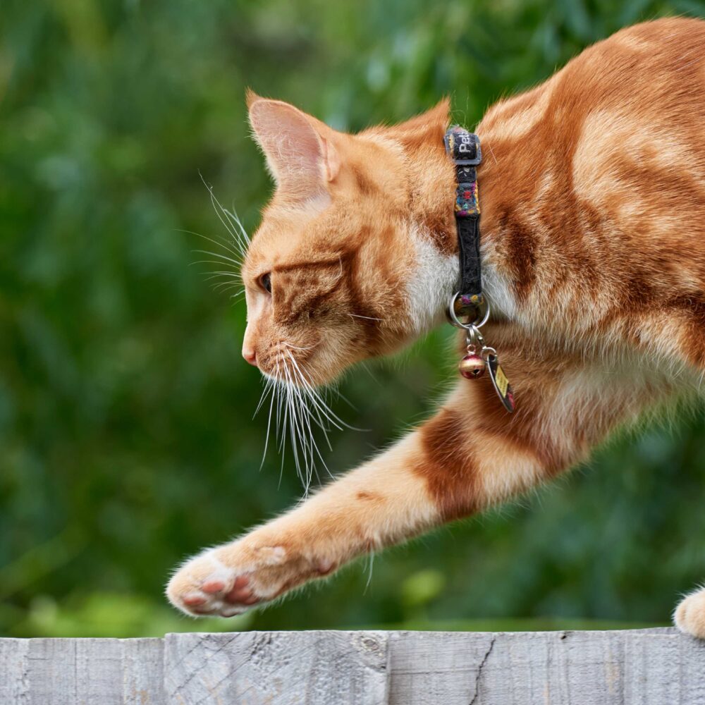 The complete guide to cat and kitten vaccinations The complete guide to cat and kitten vaccinations