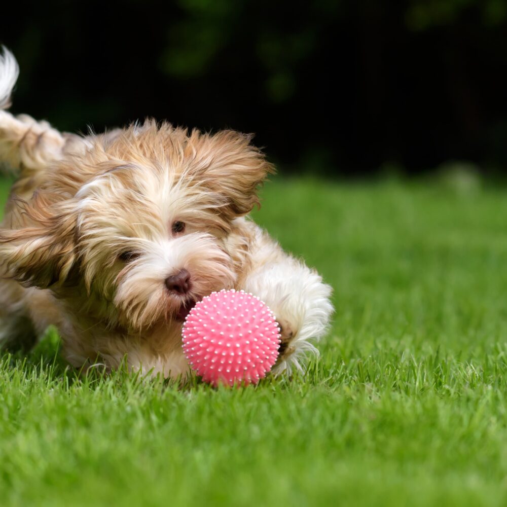 How to Responsibly Buy or Adopt a Puppy Dog How to Responsibly Buy or Adopt a Puppy Dog