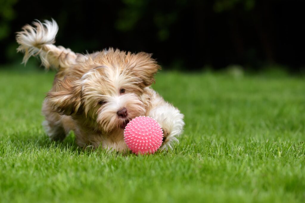 puppy dog chasing a ball on the grass