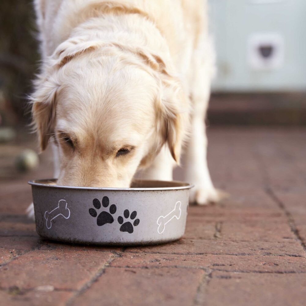 The Complete Dog Feeding Guide: Everything You Need to Know The Complete Dog Feeding Guide: Everything You Need to Know