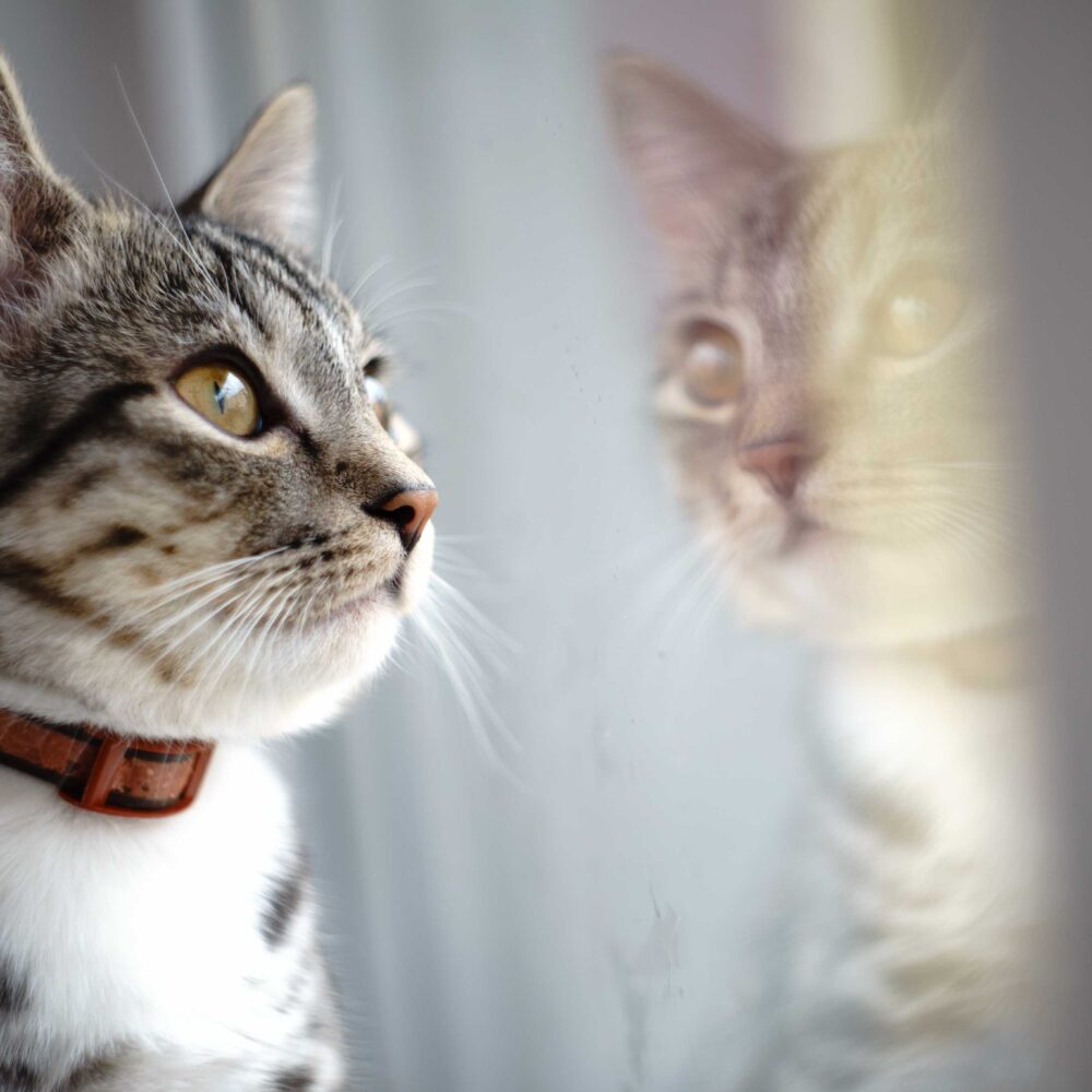 10 Things to Know Before Getting a Cat or Kitten 10 Things to Know Before Getting a Cat or Kitten