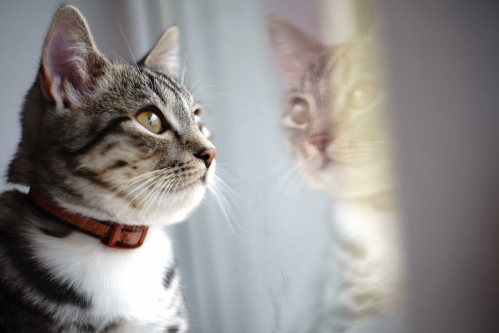 cat sat looking out of a window