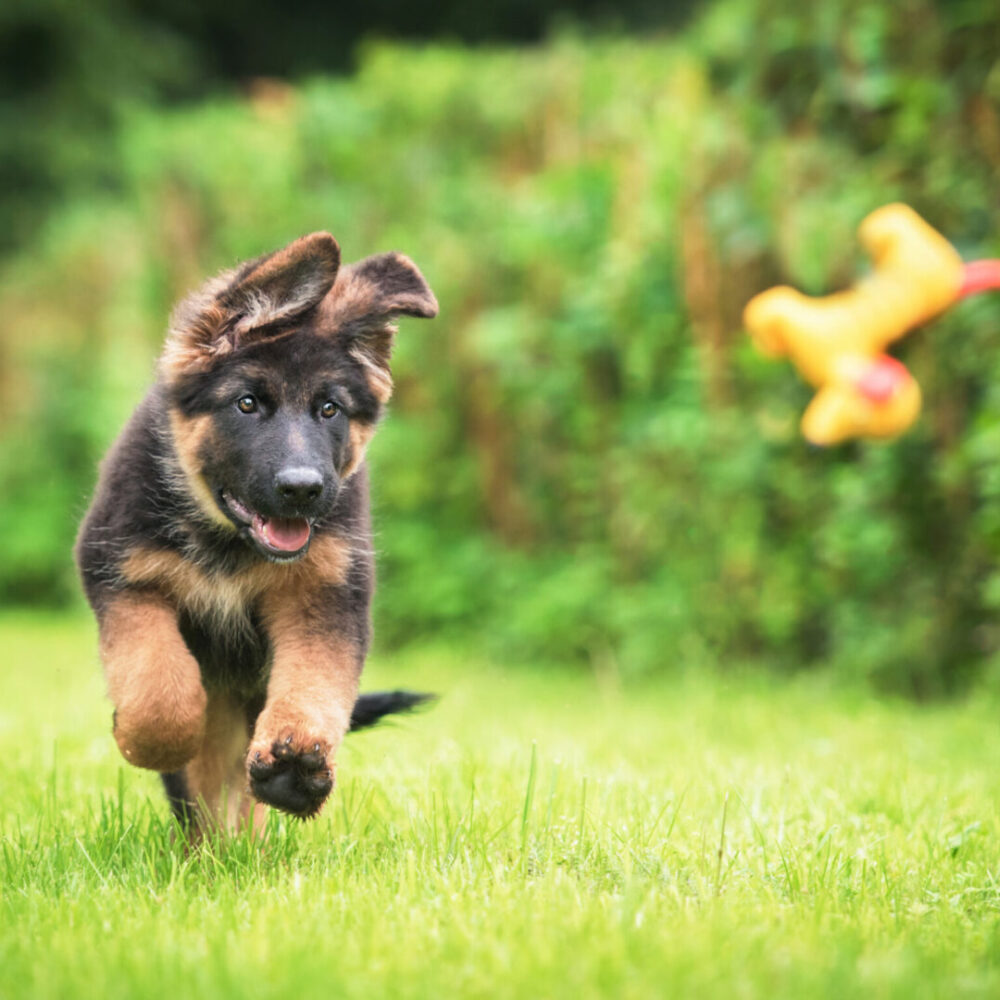 A Guide to Worming Your Dog or Puppy