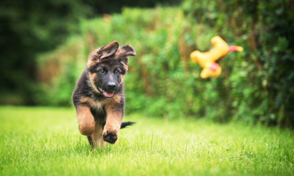 A guide to worming a dog or a puppy