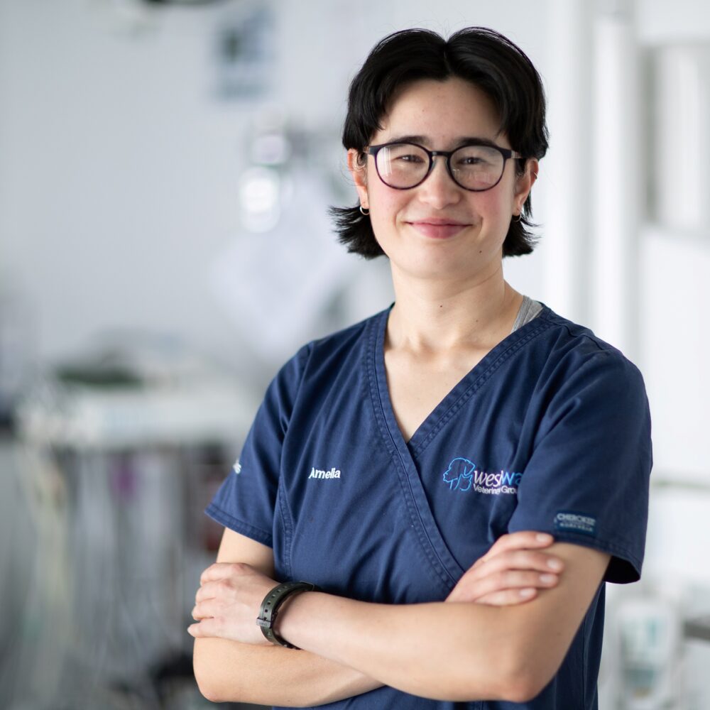 Caring culture is helping new grad Amelia to thrive in her first vet role Caring culture is helping new grad Amelia to thrive in her first vet role