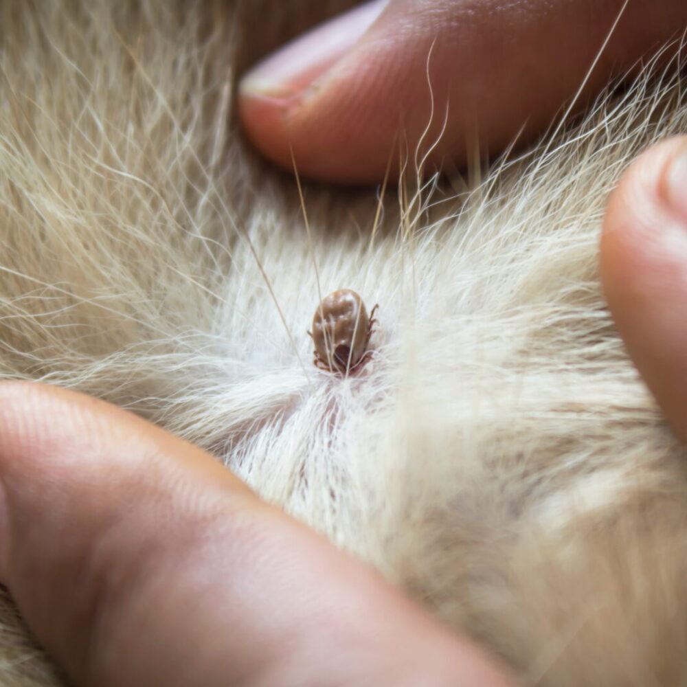 Ticks on Dogs: A Complete Guide