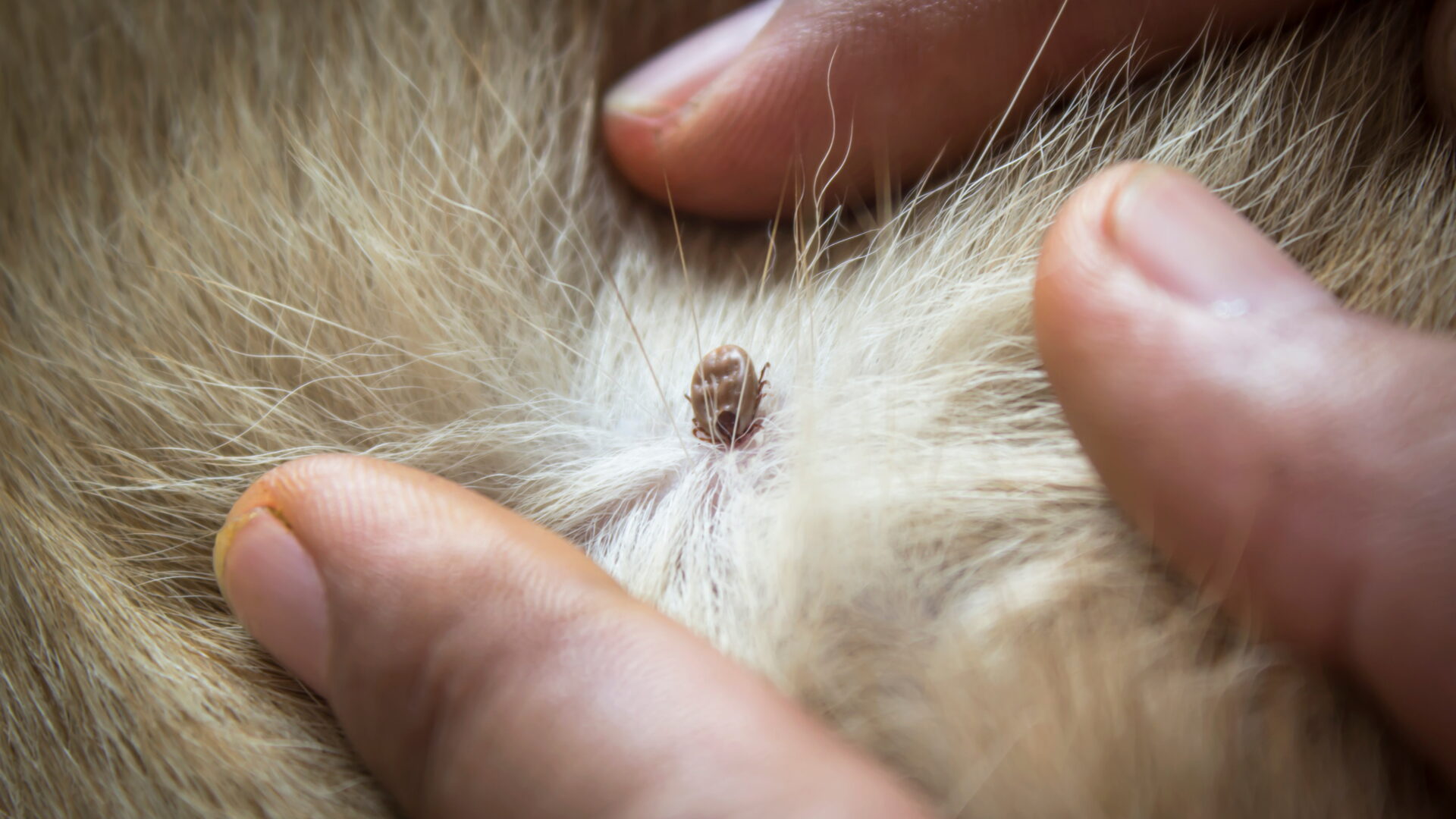 Ticks on Dogs: A Complete Guide