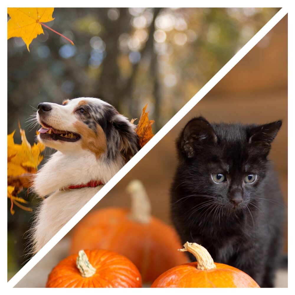 8 Ways to Keep Your Dog or Cat Safe at Halloween Time 8 Ways to Keep Your Dog or Cat Safe at Halloween Time