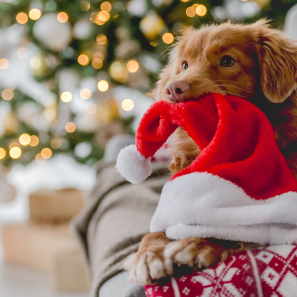 10 ways to Keep Your Cat or Dog Safe at Christmas 10 ways to Keep Your Cat or Dog Safe at Christmas