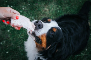 Dog being hand fed meat