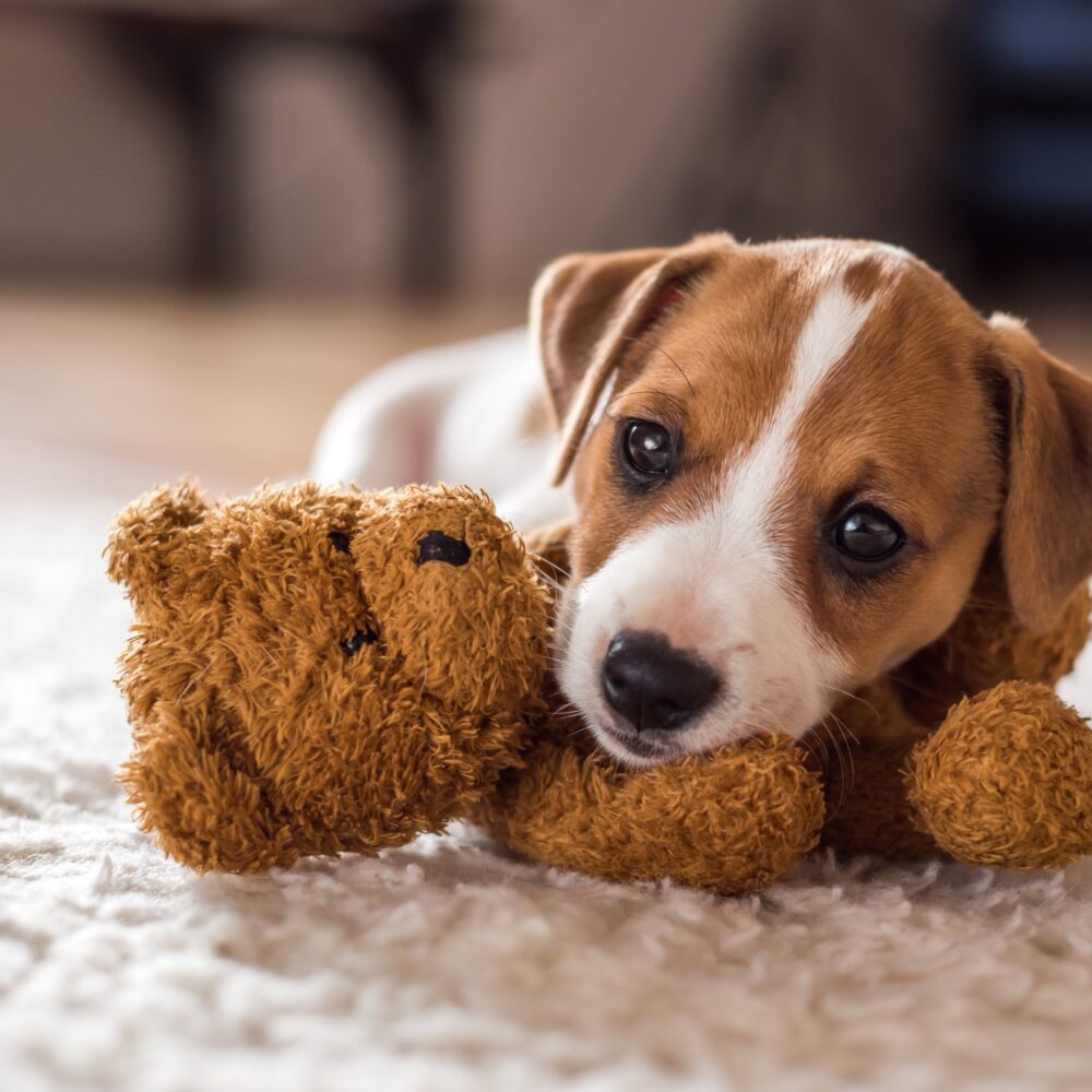 What Things Do You Need to Get for a New Puppy? What Things Do You Need to Get for a New Puppy?