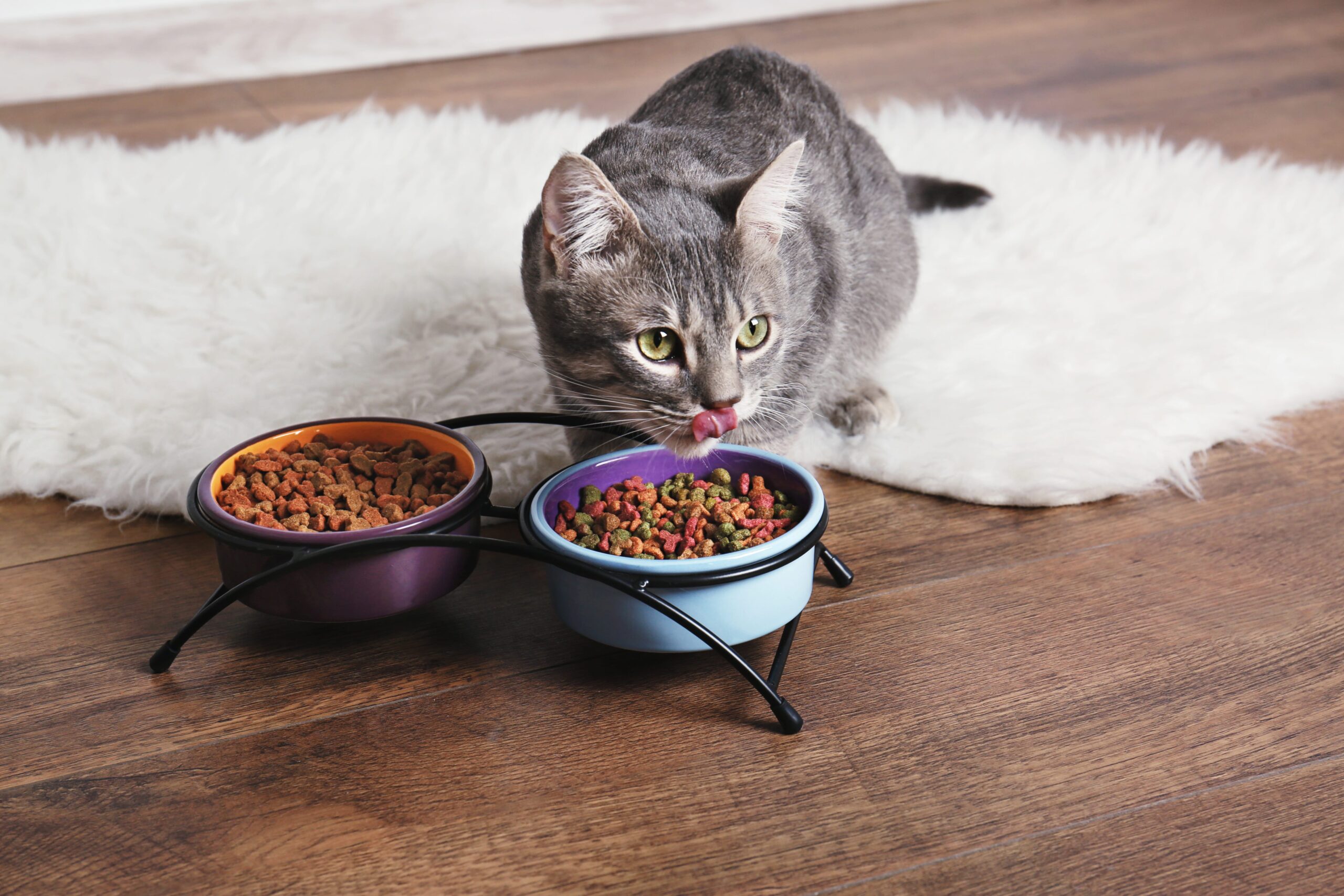 Cat Diet & Feeding Advice