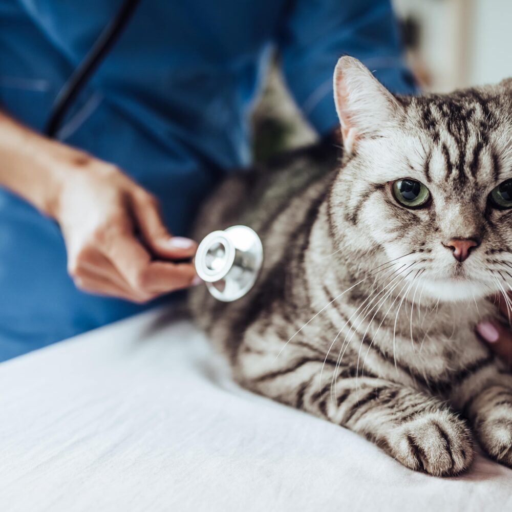 Should I Get Pet Insurance For My Cat? Should I Get Pet Insurance For My Cat?