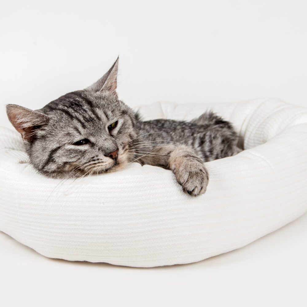 New Kitten Checklist New Kitten Checklist