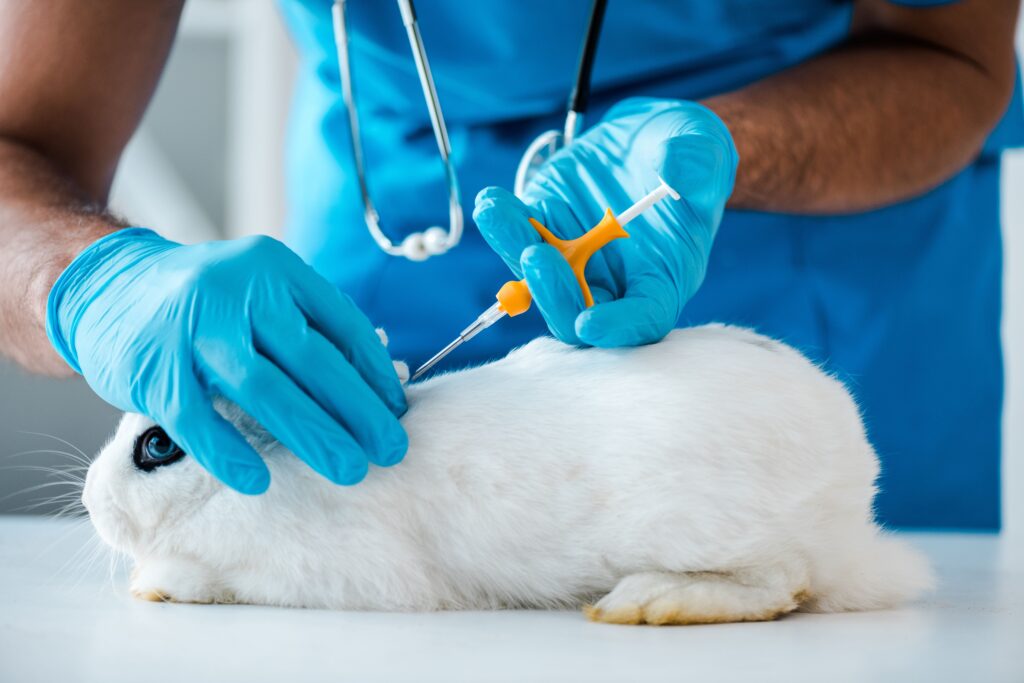 white rabbit being microchipped by vet